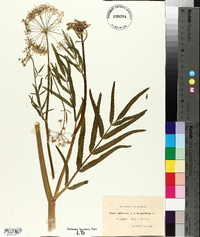 Sium latifolium image