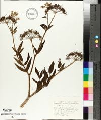 Sium latifolium image