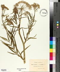 Sium latifolium image