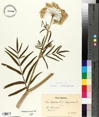 Sium latifolium image