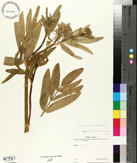 Sium latifolium image