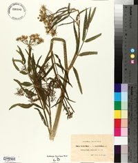 Sium latifolium image