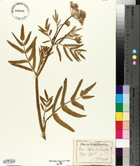 Sium latifolium image