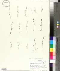 Spermolepis divaricata image