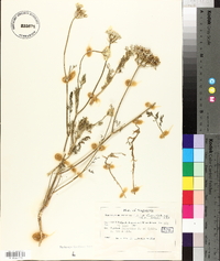 Tanacetum cinerariifolium image