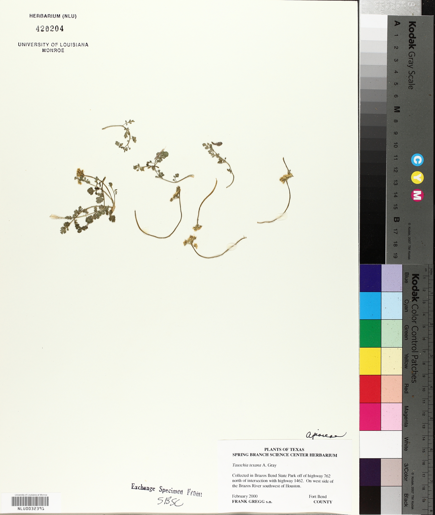 Tauschia texana image