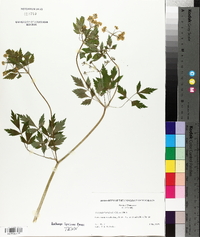 Thaspium barbinode image