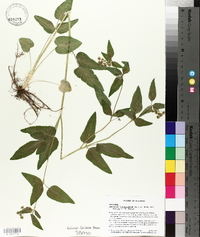 Thaspium trifoliatum var. aureum image