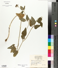 Thaspium trifoliatum var. aureum image