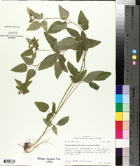 Thaspium trifoliatum var. aureum image