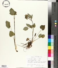 Thaspium trifoliatum image