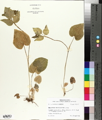 Thaspium trifoliatum image