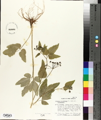 Thaspium trifoliatum image