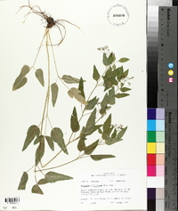 Thaspium trifoliatum image