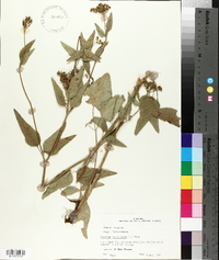 Thaspium trifoliatum image