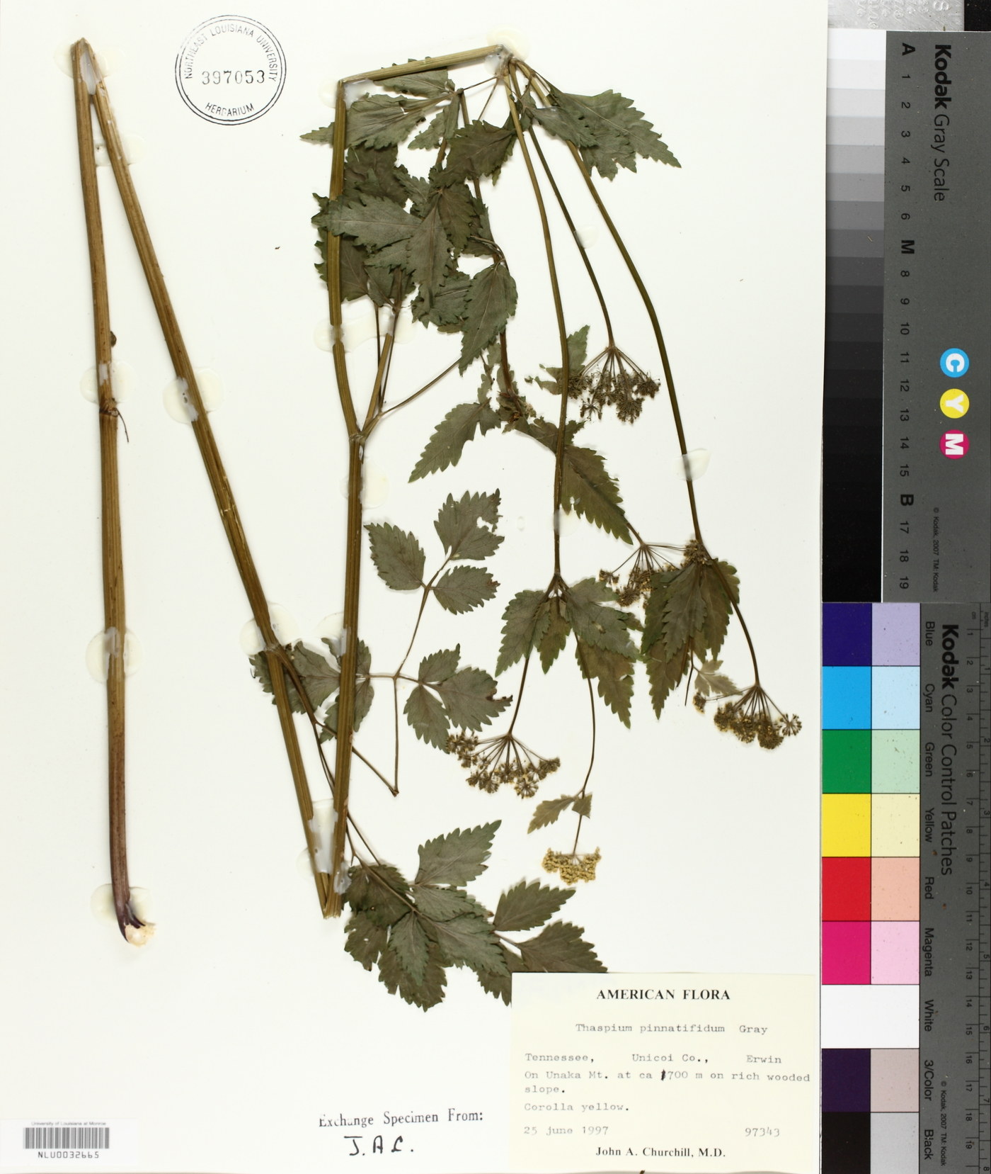 Thaspium pinnatifidum image