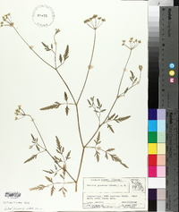 Torilis japonica image