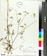 Torilis japonica image