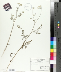 Torilis japonica image