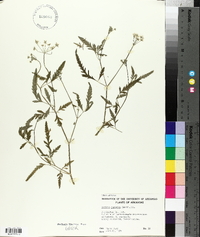 Torilis japonica image