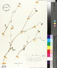 Torilis arvensis subsp. purpurea image