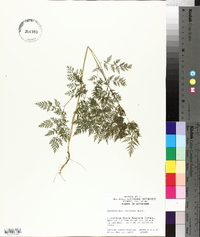 Trepocarpus aethusae image