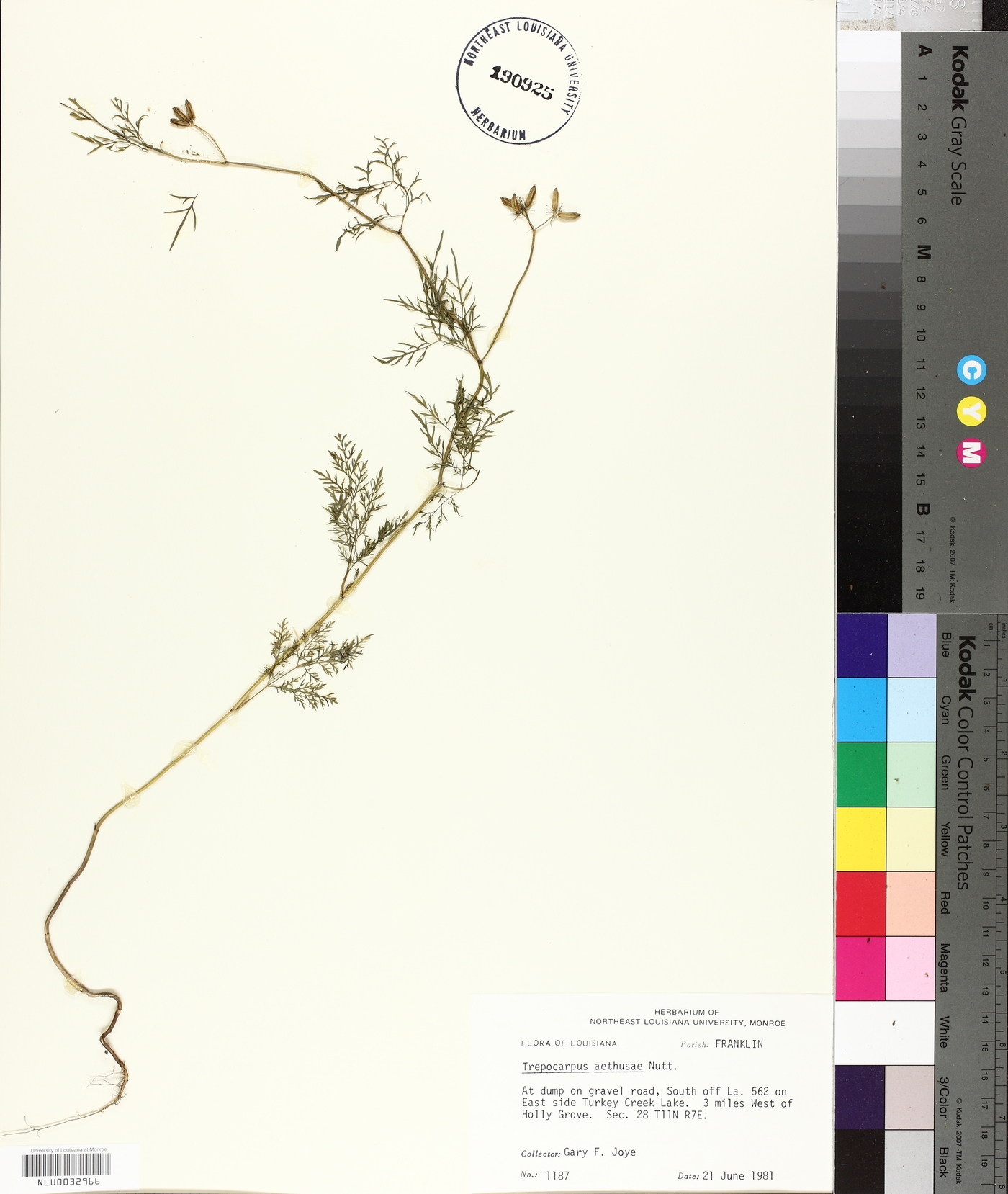 Trepocarpus aethusae image