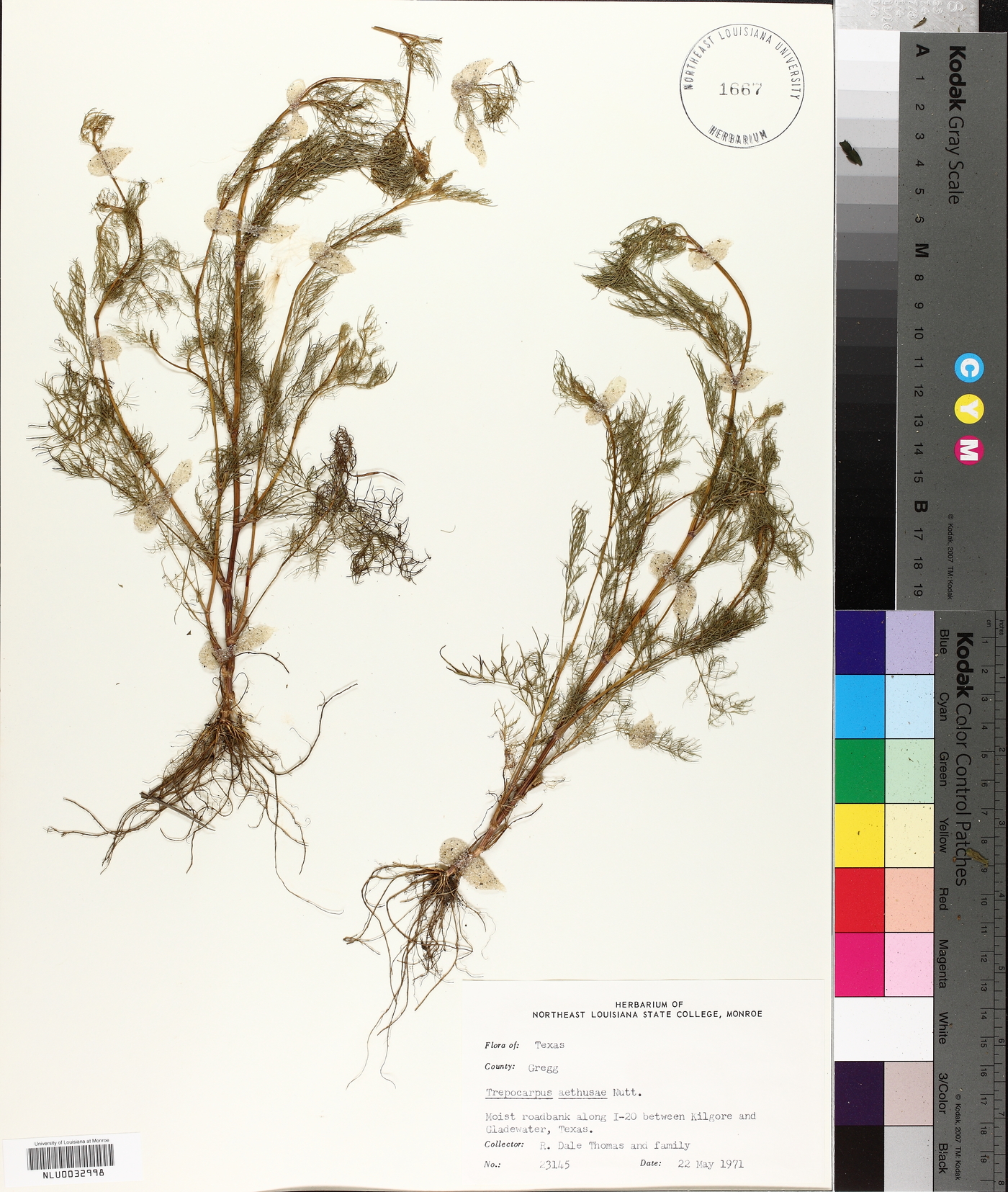 Trepocarpus aethusae image