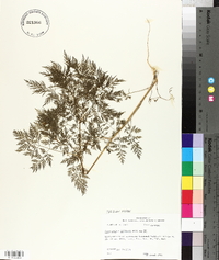 Trepocarpus aethusae image