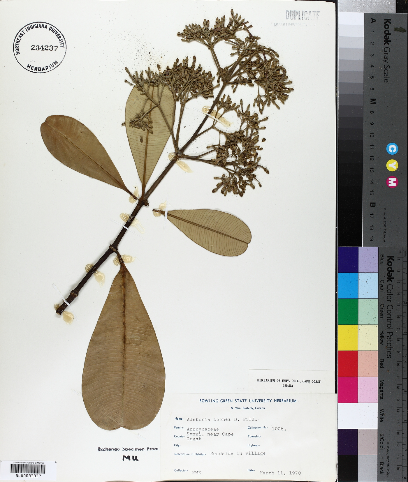 Alstonia boonei image
