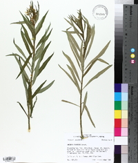 Amsonia illustris image