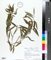 Amsonia tabernaemontana var. tabernaemontana image