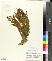 Amsonia tomentosa image