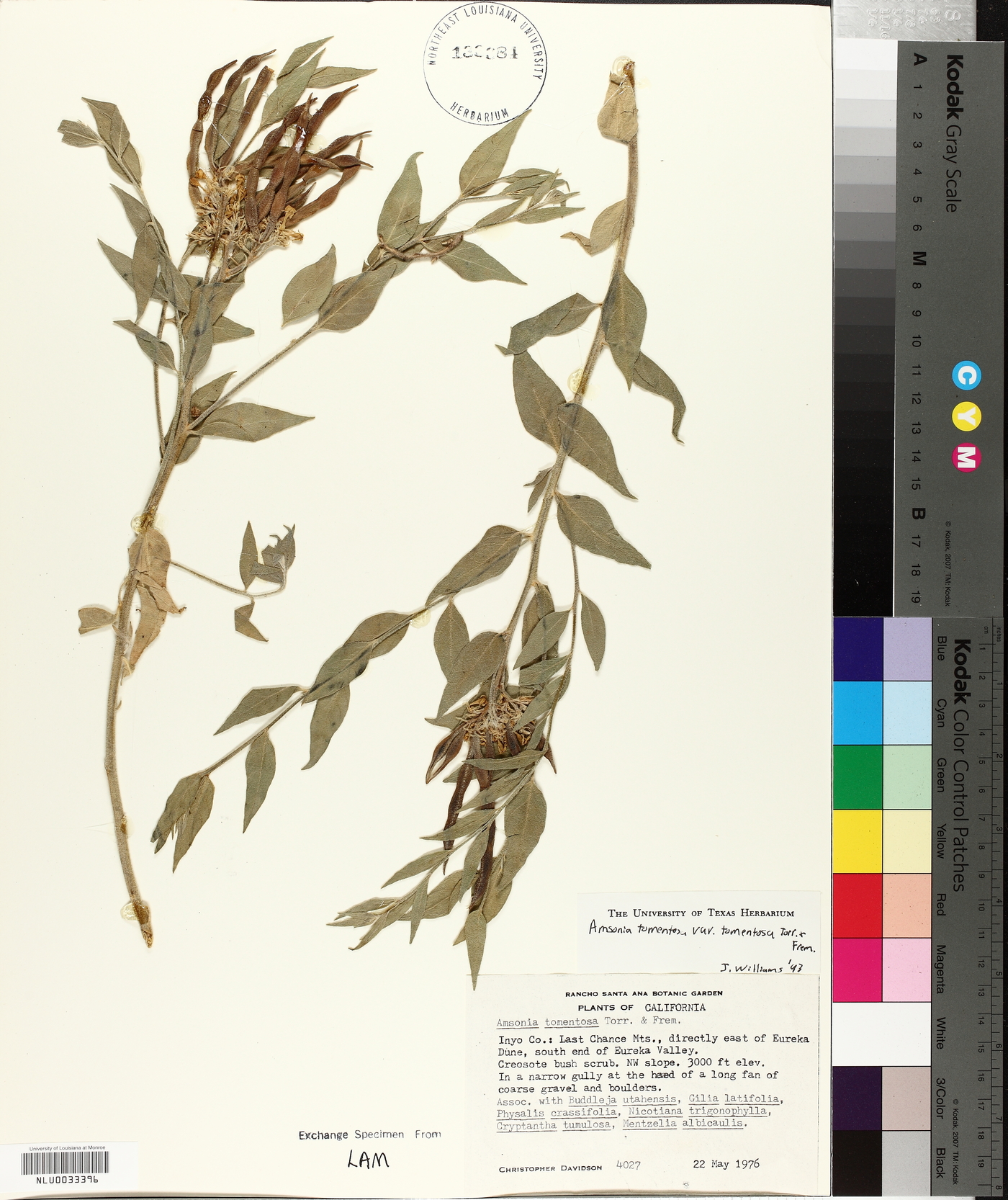 Amsonia tomentosa var. tomentosa image