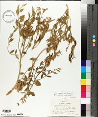 Amsonia tomentosa image