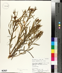 Amsonia tomentosa image