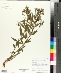 Amsonia tomentosa image