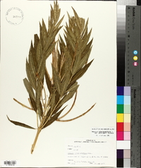 Amsonia tabernaemontana image