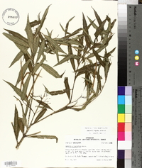 Amsonia tabernaemontana image