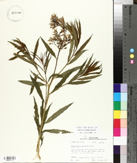 Amsonia rigida image