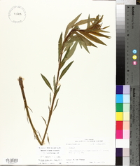 Amsonia rigida image