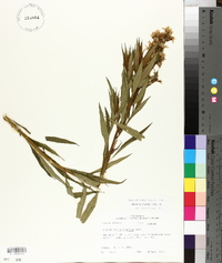 Amsonia rigida image