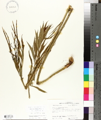 Amsonia tabernaemontana image