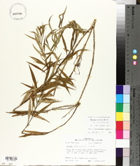 Amsonia rigida image