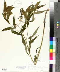 Amsonia tabernaemontana image