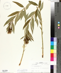 Amsonia tabernaemontana image