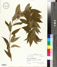 Amsonia tabernaemontana image