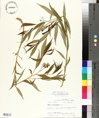 Amsonia tabernaemontana image