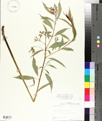 Amsonia tabernaemontana image