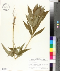 Amsonia tabernaemontana image